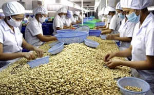 Vietnam’s cashew exports see market shifts in Q1 2025