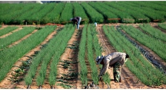 Chưa cấp phép cho doanh nghiệp nào tuyển chọn lao động sang Israel