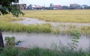 Mưa lớn bất thường, hơn 2.000ha lúa ở Hà Tĩnh ngập úng