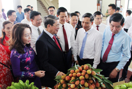 Vải thiều sẵn sàng xuất ngoại, giá cao