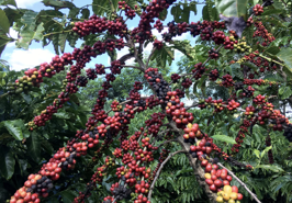 Brazil được mùa, giá cà phê robusta sụt mạnh