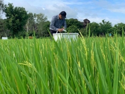 Hơn 20.000 ha lúa ở Nghệ An áp dụng công nghệ canh tác mới: Kỳ vọng hướng tới "gạo xanh" xuất khẩu