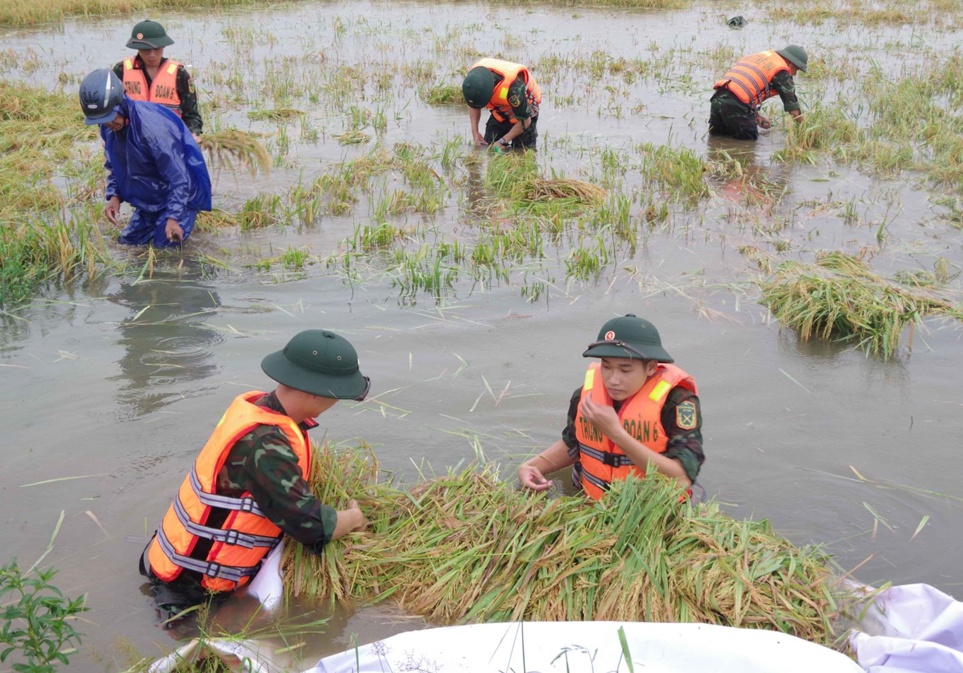 Cán bộ, chiến sĩ Bộ CHQS thành phố Huế giúp nhân dân Thị xã Hương Thuỷ gặt lúa chạy lũ thời điểm giữa tháng 6 vừa qua