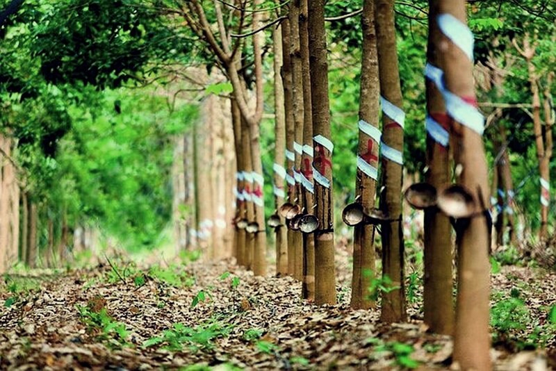 Đồng Nai kiến nghị Chính phủ thu hồi đất của ngành cao su để làm dự án - Ảnh minh họa.