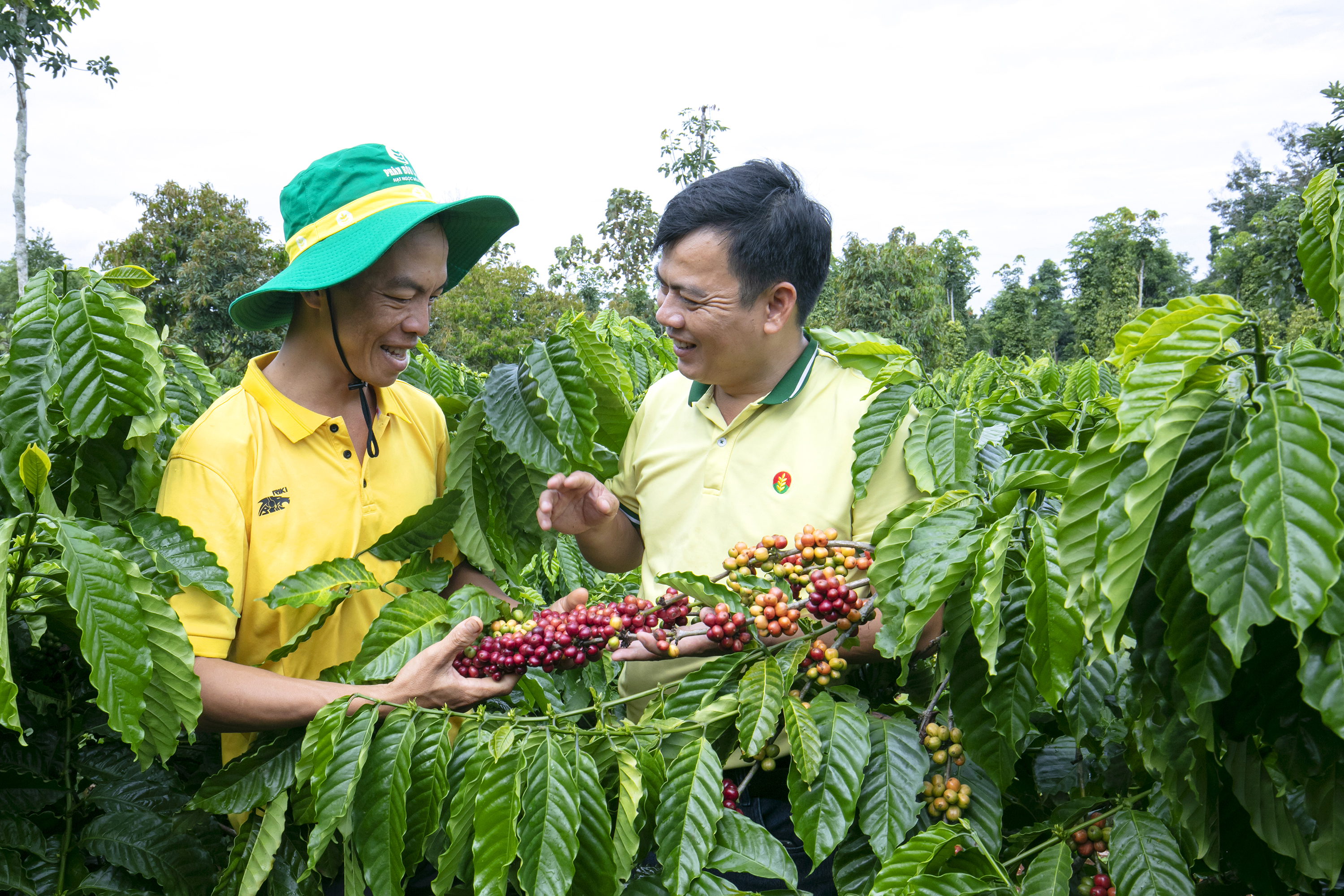 PVCFC nỗ lực triển khai c&aacute;c hoạt động x&uacute;c tiến b&aacute;n h&agrave;ng, ch&iacute;nh s&aacute;ch hậu m&atilde;i, quyền lợi sau b&aacute;n h&agrave;ng, từ đ&oacute; g&oacute;p phần chia sẻ &aacute;p lực chi ph&iacute; với người n&ocirc;ng d&acirc;n.