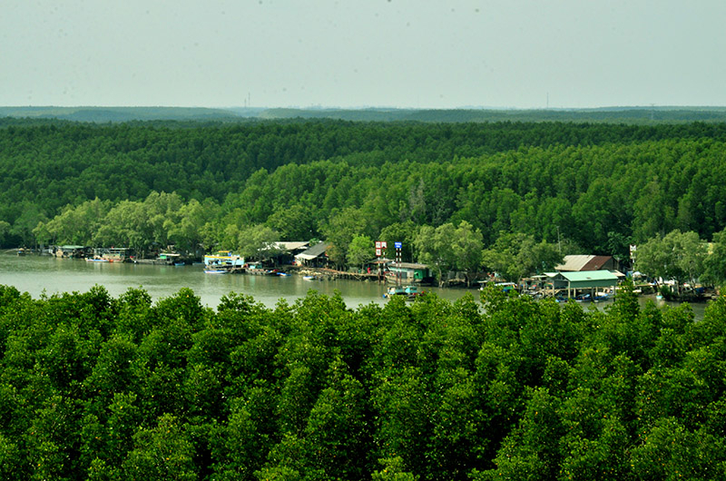 Rừng S&aacute;c - Rừng ngập mặn Cần Giờ (TP.HCM) được mệnh danh 