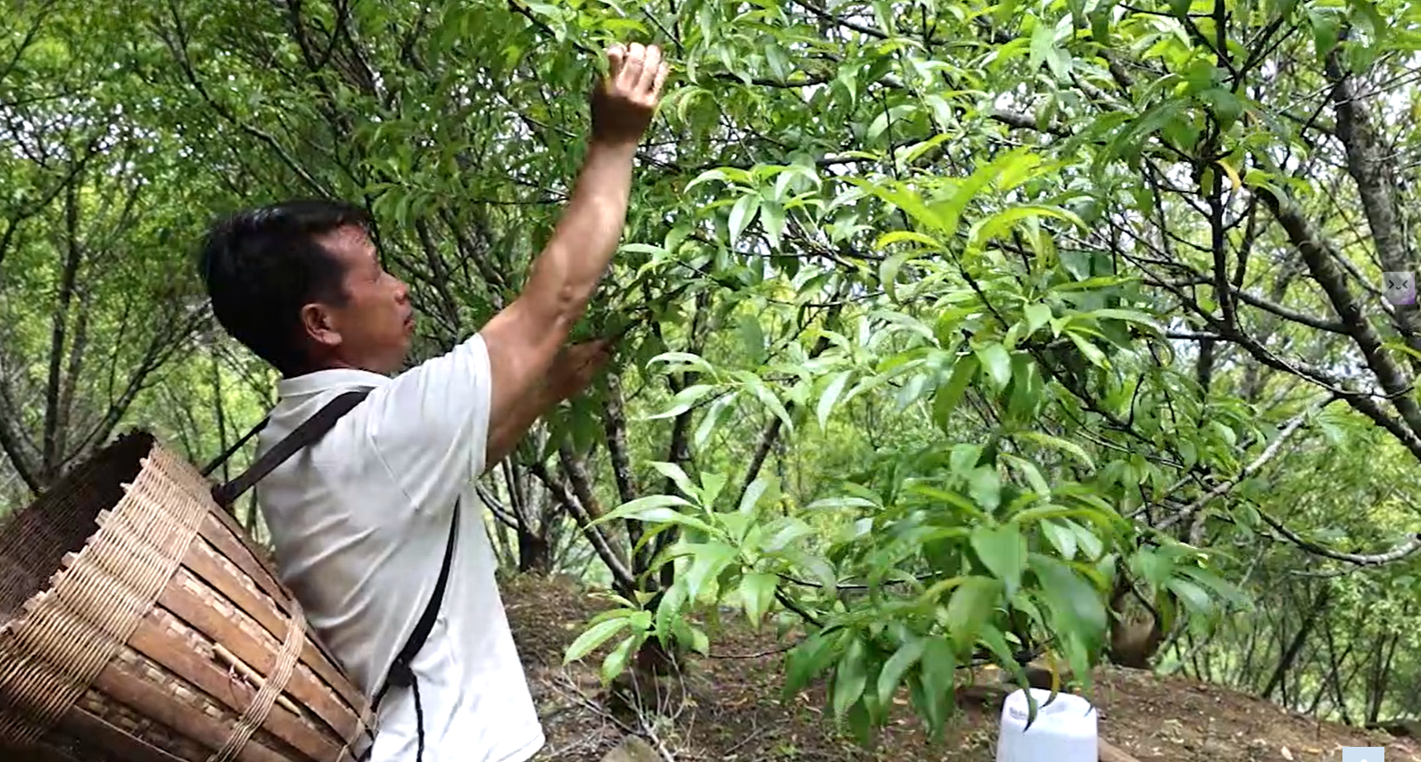 Mỗi năm gia đ&igrave;nh anh Thao L&acirc;u P&oacute; thu nhập h&agrave;ng trăm triệu đồng từ 2 ha c&acirc;y ăn quả.