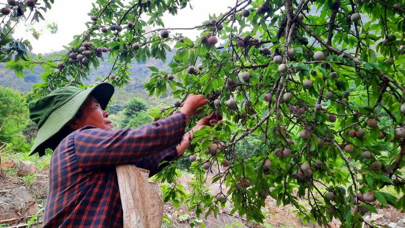 Sáng sớm, bà Thao Thị Dính (bản Pù Toong, xã Pù Nhi) đã cùng các thành viên trong gia đình từ trên đồi mận trở về với những gùi mận nặng trĩu. 