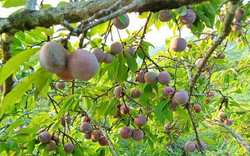  Mỗi vụ đào, mận chín, cả vùng núi Pù Nhi, Nhi Sơn như bừng lên sức sống mới