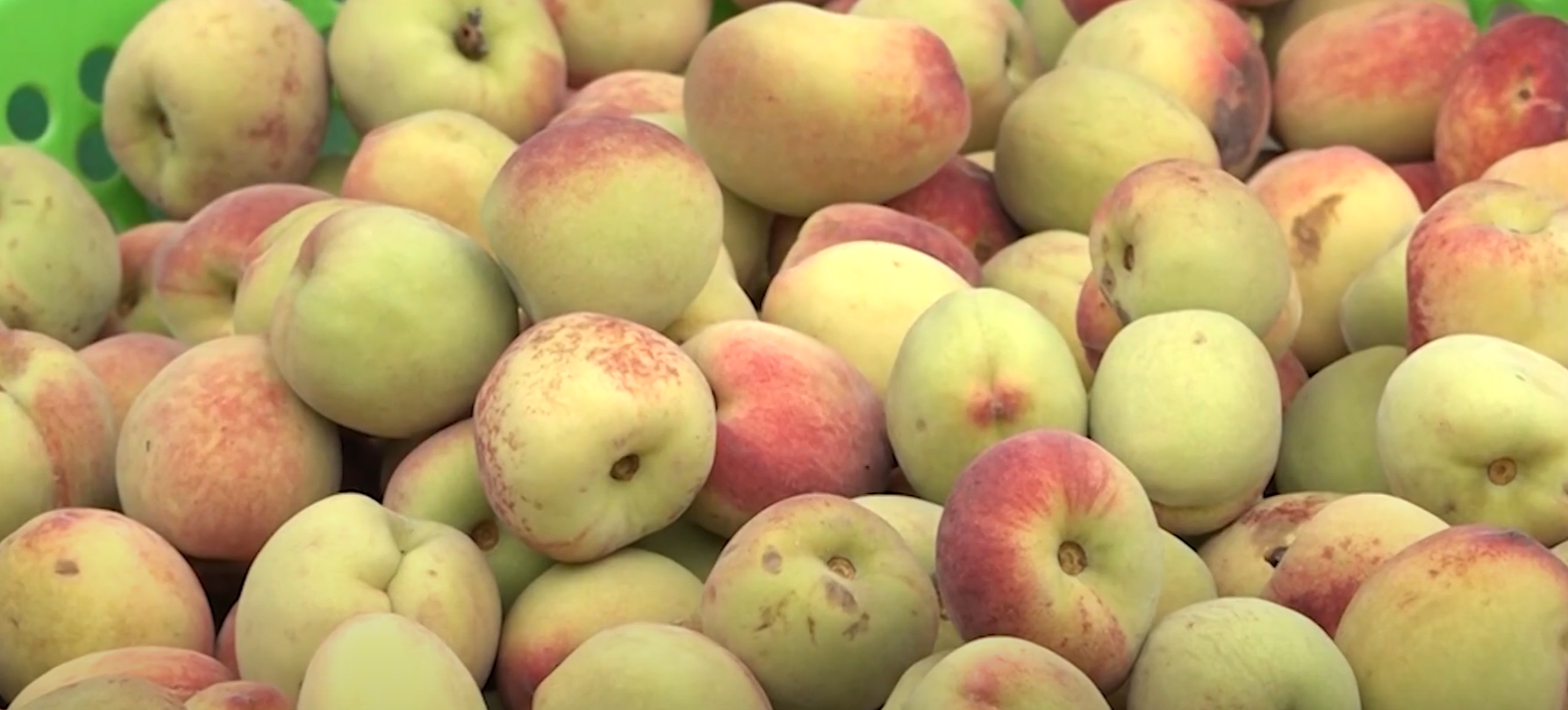 Đ&agrave;o đầu vụ b&aacute;n được gi&aacute; 30.000 &ndash; 40.000 đồng/kg.