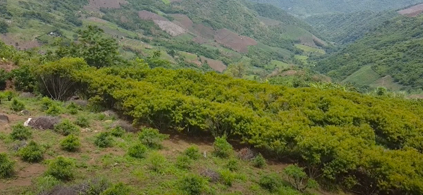 Toàn xã Nhi Sơn hiện có hơn 32 ha đào và 6 ha mận