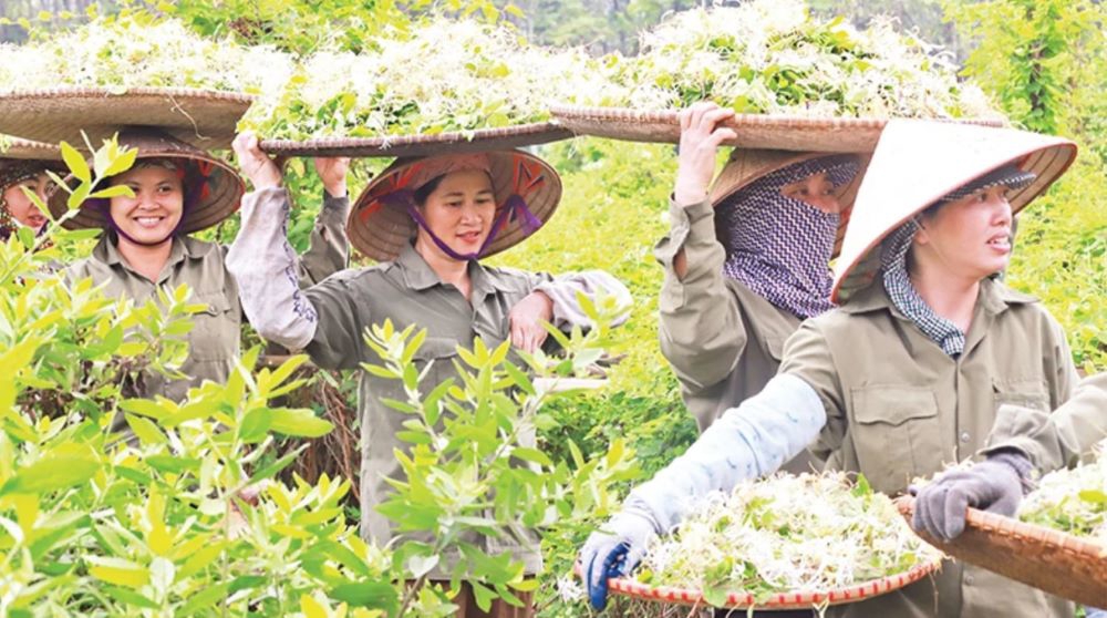 X&atilde; vi&ecirc;n Hợp t&aacute;c x&atilde; Sinh Dược thu hoạch c&acirc;y dược liệu.