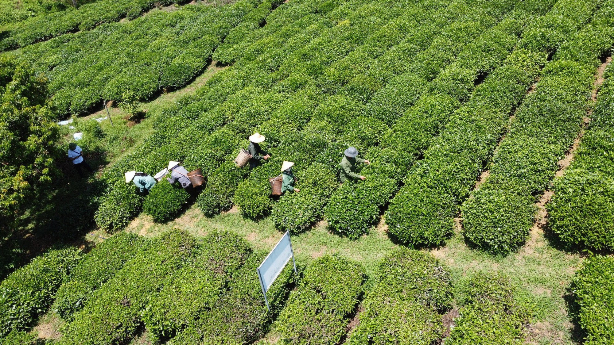 Vùng chè ở Thọ Bình, Thanh Hoá.