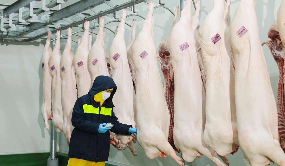 Giết mổ heo đảm bảo an toàn vệ sinh thực phẩm.