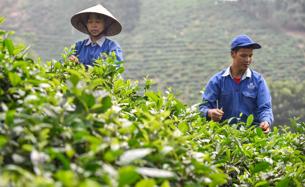 Cây chè mang lại hiệu quả kinh tế cao cho người dân địa phương.