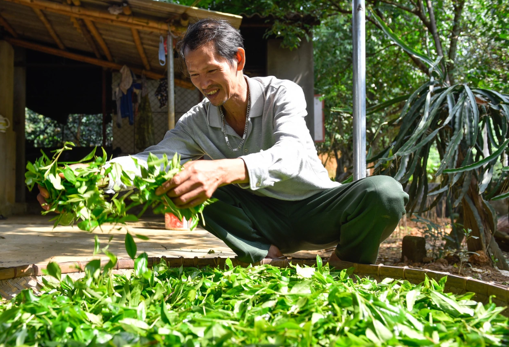 Sau hơn 30 năm gắn bó với người d&acirc;n, c&acirc;y ch&egrave; nay đ&atilde; trở thành loại c&acirc;y tr&ocirc;̀ng chủ lực tại v&ugrave;ng&nbsp;đất n&agrave;y.