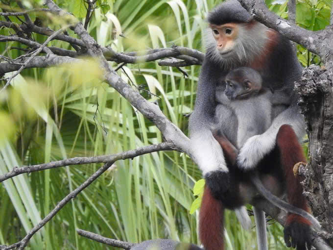 Một số lo&agrave;i đặc hữu v&agrave; nguy cấp chỉ c&ograve;n tồn tại ở d&atilde;y Trường Sơn như sao la, mang lớn, vượn đen m&aacute; trắng, thỏ vằn Trường Sơn, gấu ch&oacute;...