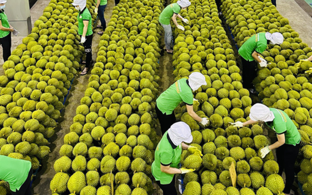 Xuất khẩu sầu riêng đã sôi động trở lại.