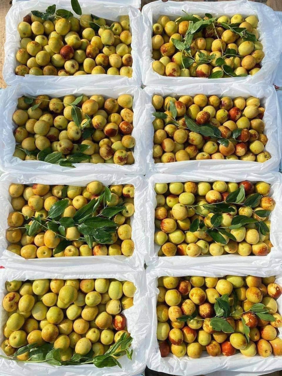 Hồng táo từ Trung Quốc.