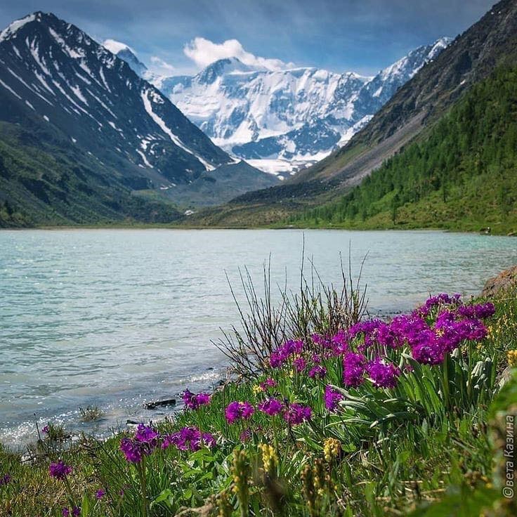 Các thảo mộc tự nhiên của núi rừng Siberi nguyên sơ là thành phần chính của sản phẩm Siberian Wellness.