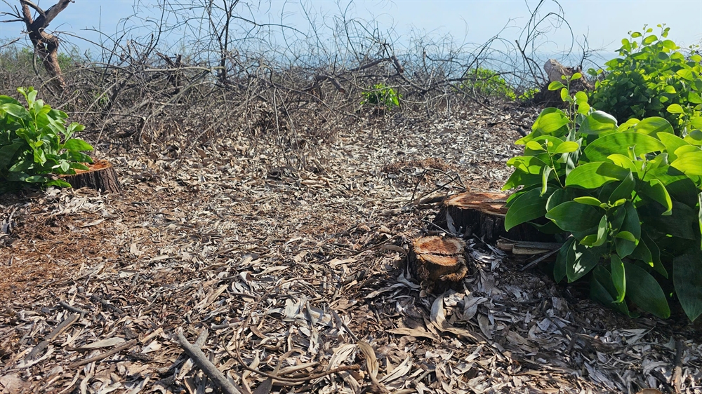 Tổng số c&acirc;y bị khai th&aacute;c l&agrave; 1.461 c&acirc;y