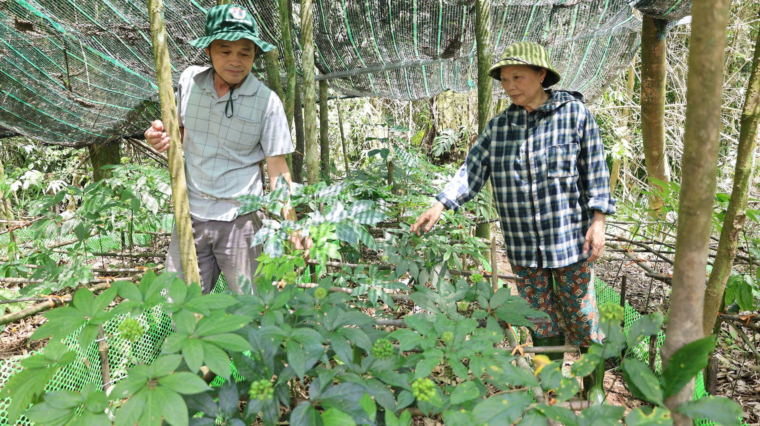 B&agrave; T&uacute; v&agrave;&nbsp;&ocirc;ng Ph&uacute;c mỗi ng&agrave;y đều theo d&otilde;i sự sinh trưởng của c&acirc;y, ghi ch&eacute;p cẩn thận về lượng nước, độ ẩm, s&acirc;u bệnh.