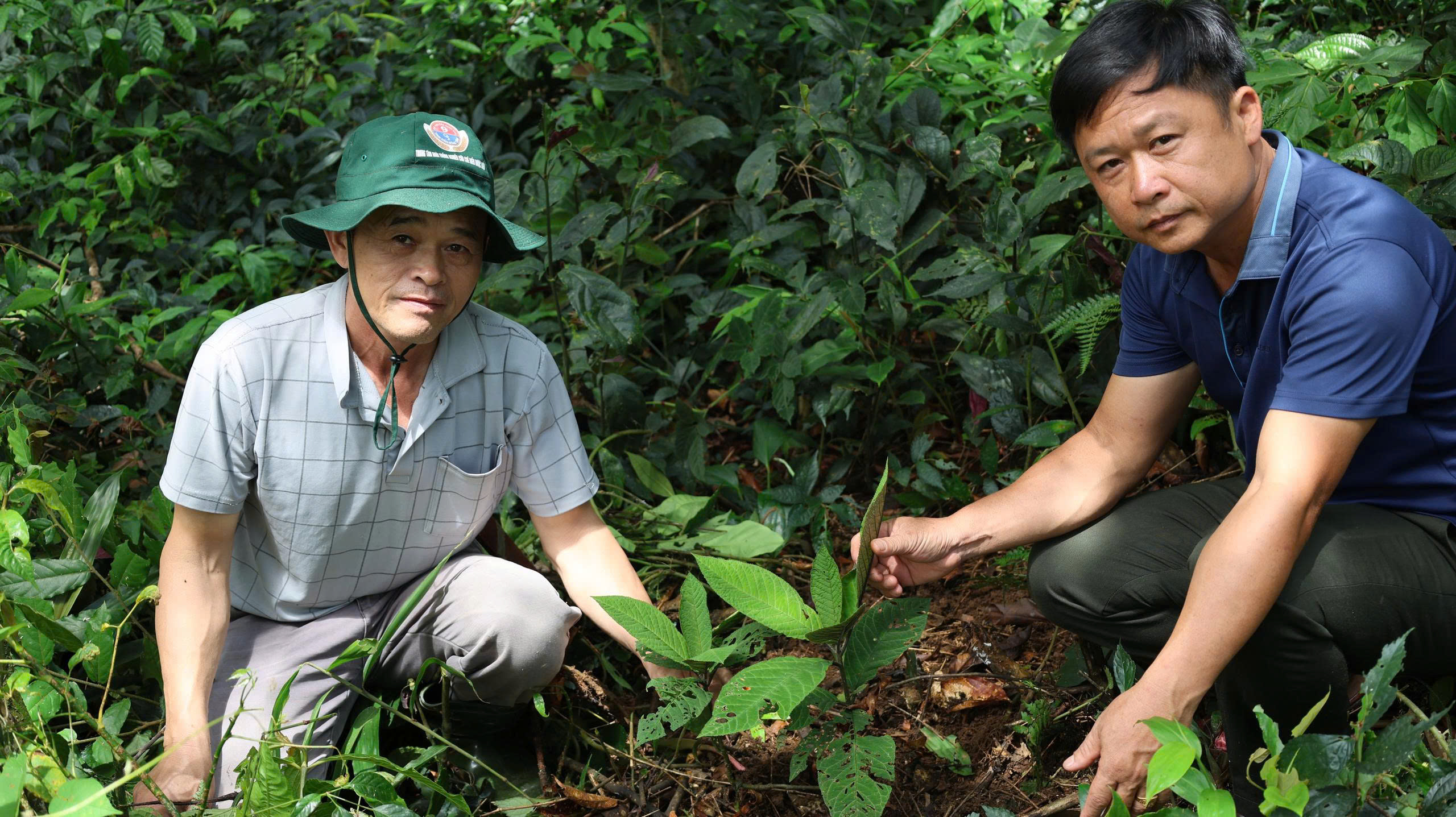Ban Quản lý rừng phòng hộ Lang Chánh triển khai trồng thử nghiệm cây sâm Lai Châu tại Pù Rinh