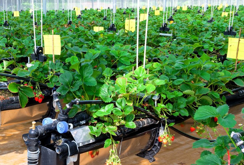 Tiềm năng thúc đẩy nông nghiệp tuần hoàn tại Việt Nam đang trờ nên vô cùng to lớn.