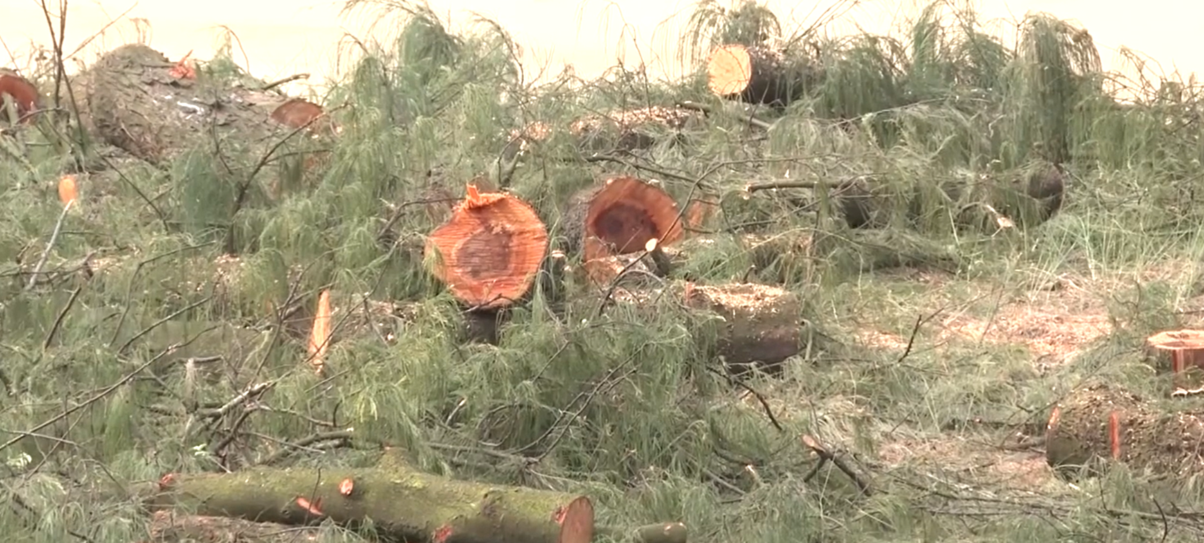 Khu rừng ph&ograve;ng hộ ven biển ở th&ocirc;n Bắc Hải của x&atilde; Thạch Kh&ecirc; (trước đ&acirc;y l&agrave; x&atilde; Thạch Hải, th&agrave;nh phố H&agrave; Tĩnh), h&agrave;ng trăm gốc c&acirc;y phi lao vốn l&agrave; lớp chắn s&oacute;ng, chắn gi&oacute; ven biển đ&atilde; bị đốn hạ, chỉ c&ograve;n trơ gốc.&nbsp;