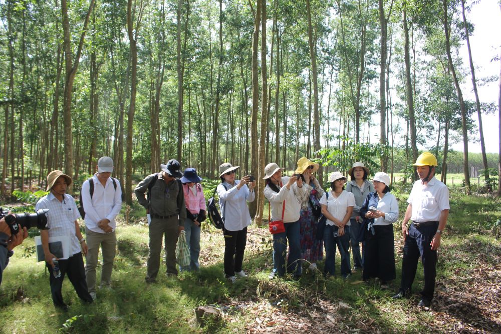Mô hình chuyển đổi rừng cây gỗ lớn tại Công ty Lâm nghiệp Sông Kôn. Ảnh: Chu Khôi.