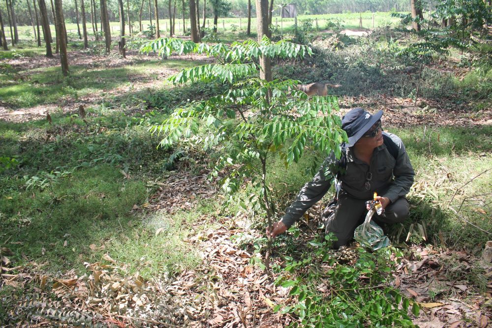 Trồng xen cây lim xanh trong rừng cây keo. Ảnh: Chu Khôi.