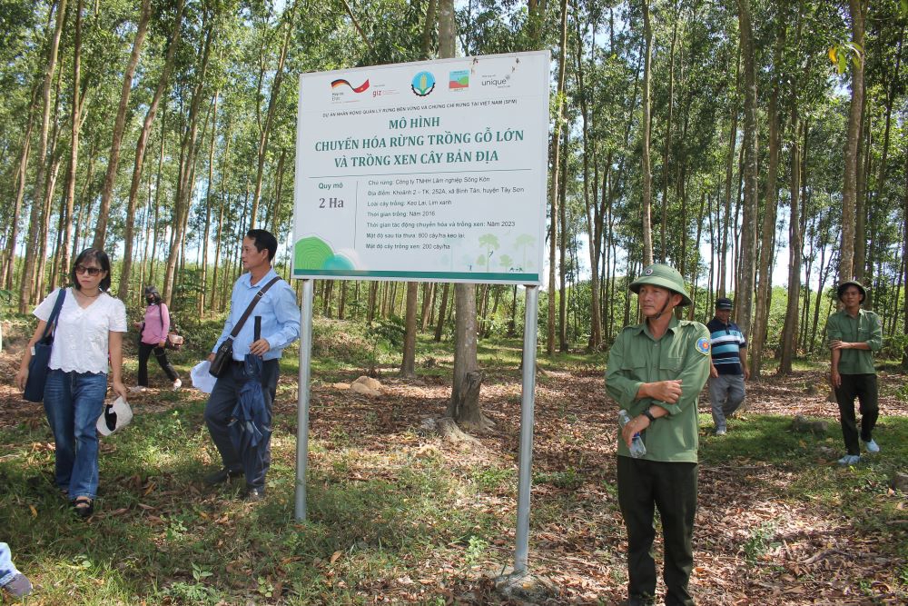 M&ocirc; h&igrave;nh chuyển ho&aacute; rừng trồng gỗ lớn v&agrave; trồng xen c&acirc;y bản địa. Ảnh: Chu Kh&ocirc;i.