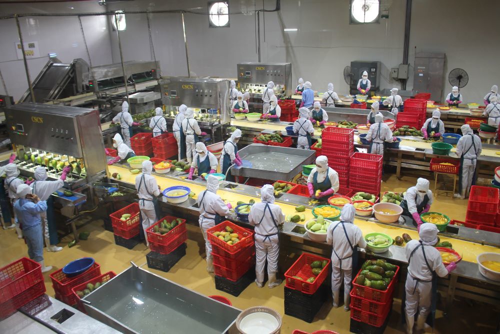 Chế biến xo&agrave;i tại nh&agrave; m&aacute;y Doveco ở Sơn La. Ảnh Chu Kh&ocirc;i