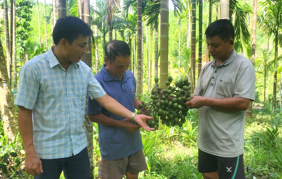 Nhờ trồng cau mỗi năm gia đình ông Hà Văn Dũng thu hàng trăm triệu đồng mỗi năm.