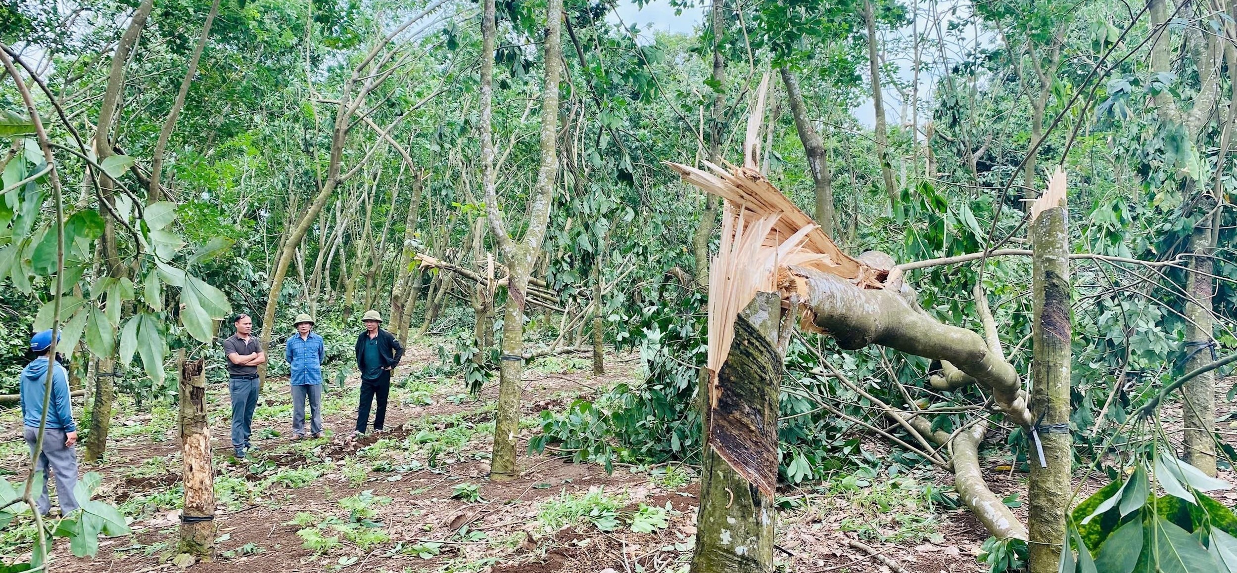 Tại Nghệ An, gi&oacute; lốc mạnh đ&atilde; l&agrave;m g&atilde;y đổ 675 c&acirc;y cao su v&agrave; hơn 1.700 c&acirc;y b&oacute;ng m&aacute;t, c&acirc;y xanh đ&ocirc; thị