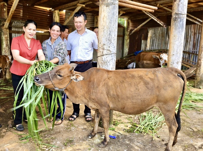 Chương trình hỗ trợ nuôi bò sinh sản cho hộ nghèo đã được triển khai ở nhiều địa phương, giúp người dân cải thiện kinh tế, tăng thu nhập. Ảnh DH