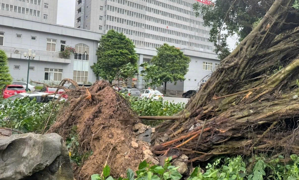 C&acirc;y bật gốc trong khu&ocirc;n vi&ecirc;n Bệnh viện Sản Nhi Ninh B&igrave;nh