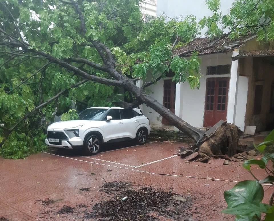 C&acirc;y xanh bật gốc trong khu&ocirc;n vi&ecirc;n Trạm y tế phường Lam Sơn (cũ)