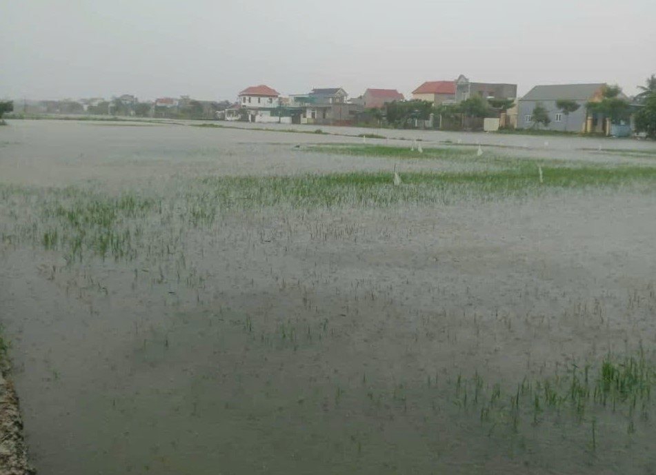 Nhiều diện t&iacute;ch l&uacute;a xạ của người d&acirc;n ở th&ocirc;n Minh Hải, x&atilde; Vạn Lộc, tỉnh Thanh H&oacute;a bị ngập cục bộ.