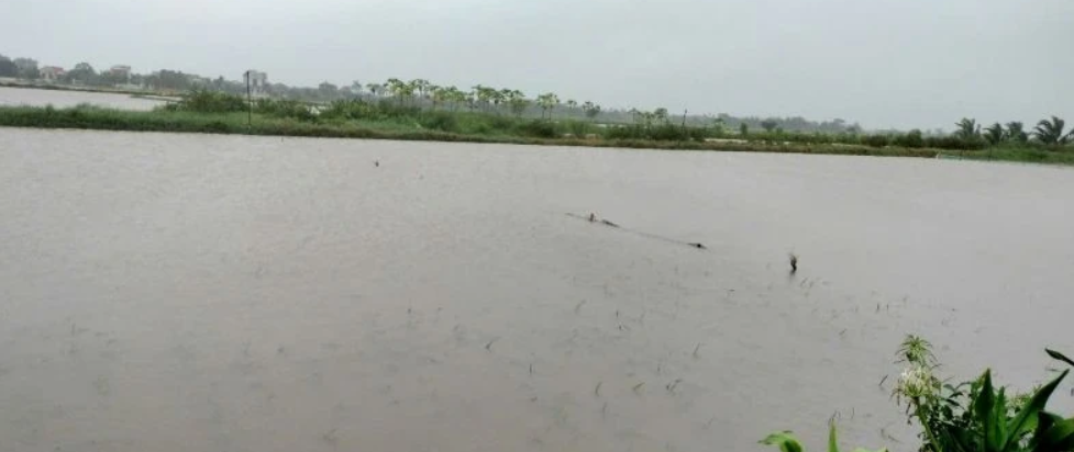 Tại x&atilde; T&acirc;n Tiến, Thanh Ho&aacute; c&oacute; 300 ha l&uacute;a bị ngập s&acirc;u.