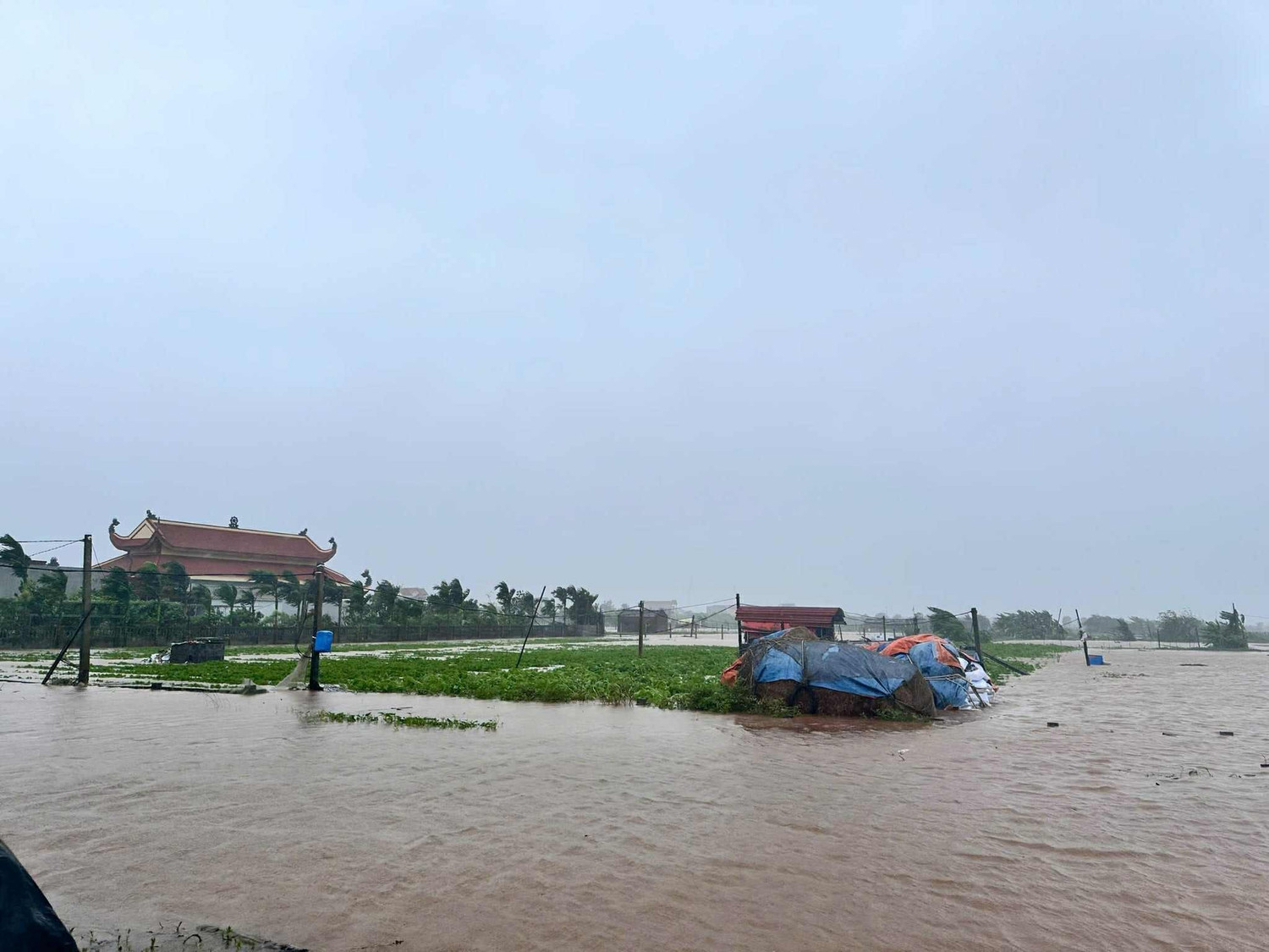 Cảnh hoa m&agrave;u bị ngập lụt tại x&atilde; Rạng Đ&ocirc;ng, Ninh B&igrave;nh.