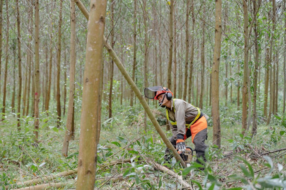 Đốn tỉa những cây gỗ không đạt tiêu chuẩn tại Công ty TNHH Lâm nghiệp Quy Nhơn.