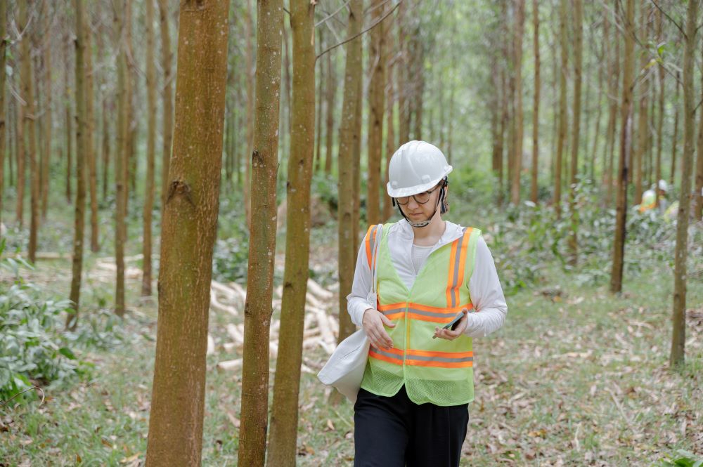 Trong một khu rừng thực hiện theo dự &aacute;n SFM ở tỉnh Gia Lai (trước kia l&agrave; B&igrave;nh Định).