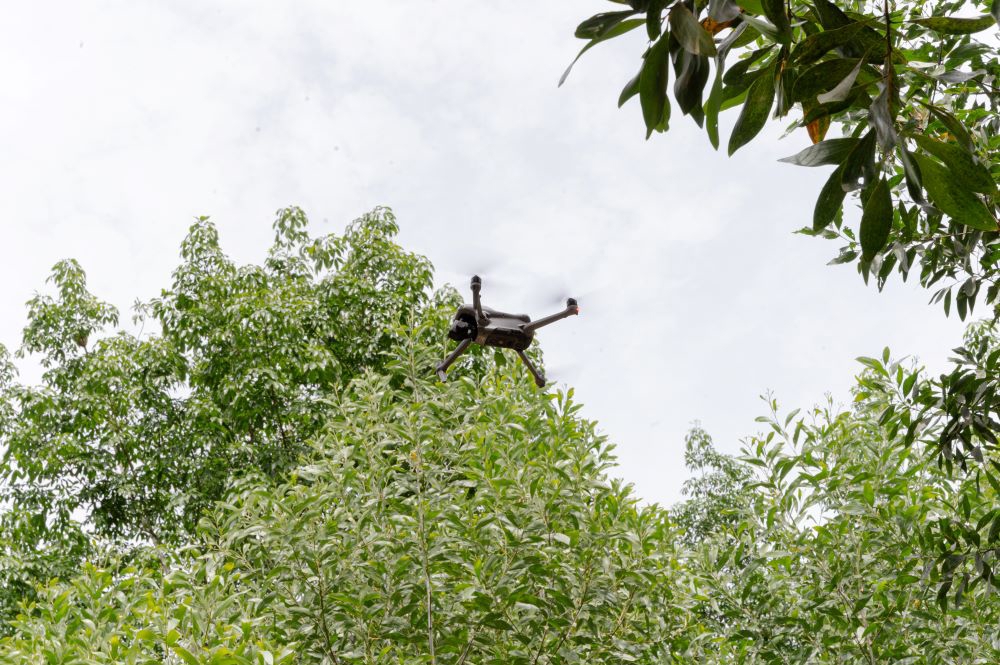 Sử dụng UAV để giám sát rừng và đo đạc sinh khối rừng tại Công ty TNHH Lâm nghiệp Quy Nhơn.