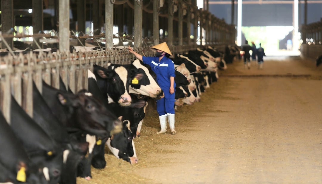 Tăng trưởng đàn bò sữa là điều kiện tiên quyết để tạo sự đột phá cho chiến lược phát triển ngành sữa.