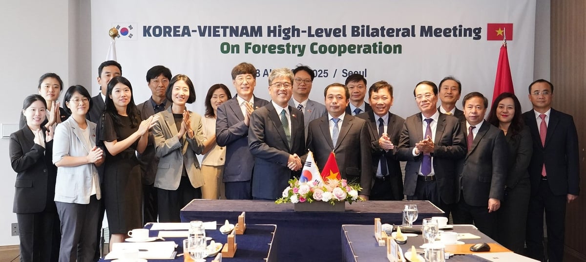 Thúc đẩy hợp tác lâm nghiệp Việt - Hàn sang giai đoạn mới, mở rộng phục hồi rừng, thương mại gỗ và tín chỉ carbon. (Ảnh: Thanh Nguyễn).