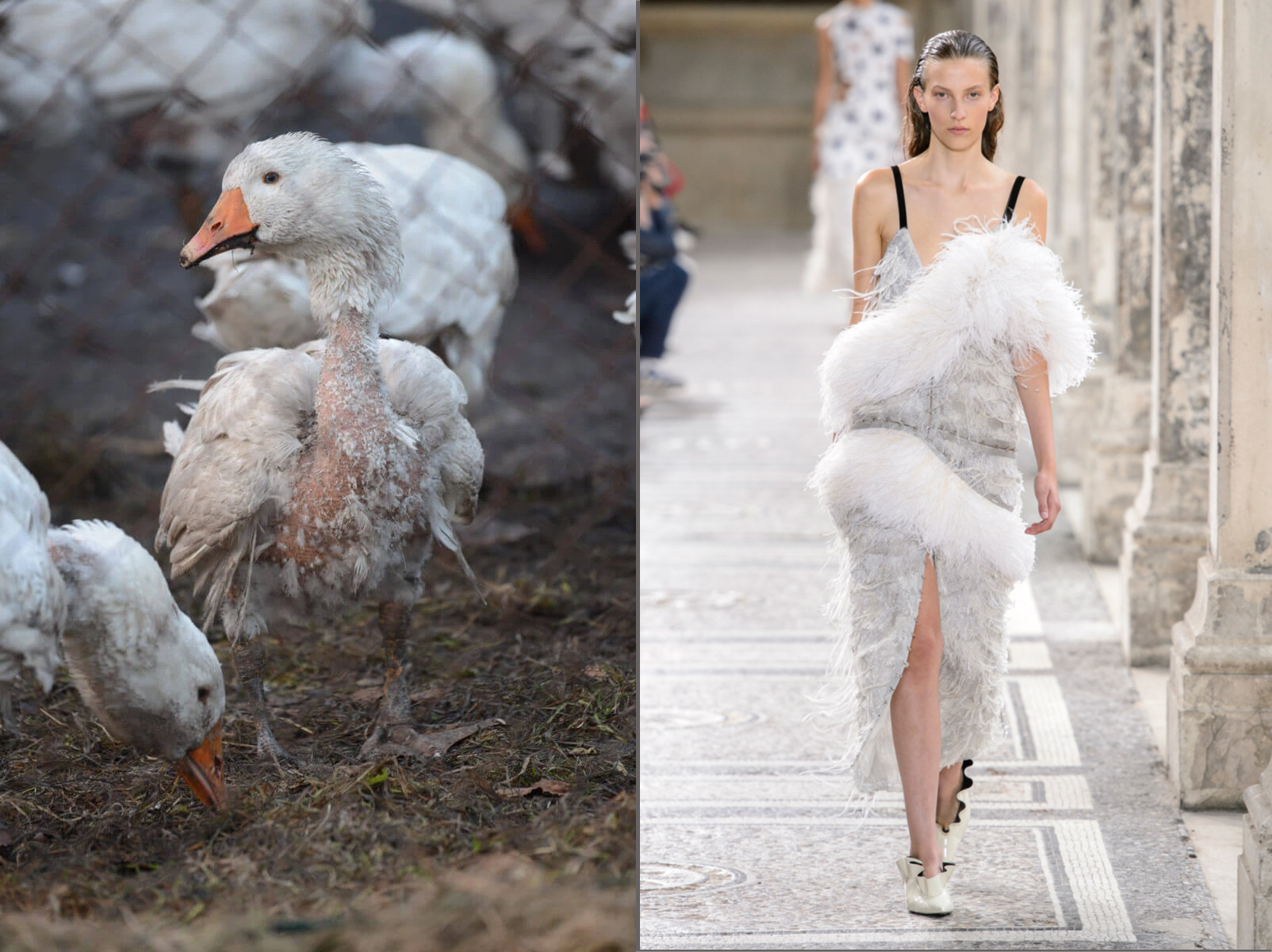 Th&aacute;ng 2/2009, một ph&oacute;ng sự tại Thụy Điển đ&atilde; tiết lộ sự thật rằng 50% - 80% l&ocirc;ng vũ tr&ecirc;n thị trường đến từ những sinh vật vẫn đang c&ograve;n sống, khiến những người y&ecirc;u động vật phải l&ecirc;n tiếng.