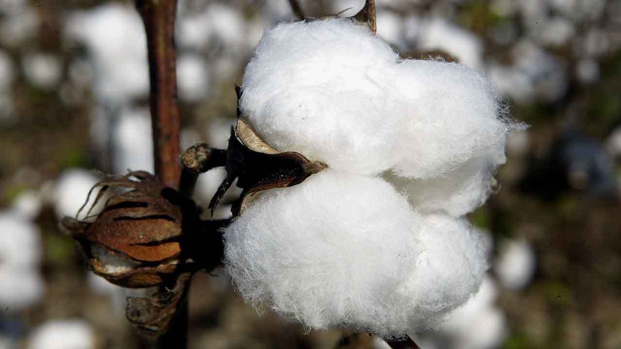 Nhiều thương hiệu thời trang phương T&acirc;y bị tẩy chay v&igrave; từ chối d&ugrave;ng b&ocirc;ng T&acirc;n Cương - Ảnh: Fortune