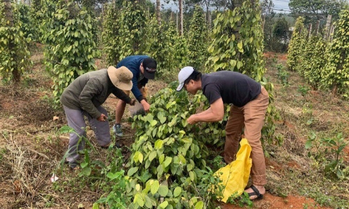 Nhiều mặt hàng nông sản xuất khẩu tăng mạnh, đạt 10,61 tỷ USD quý 1/2021