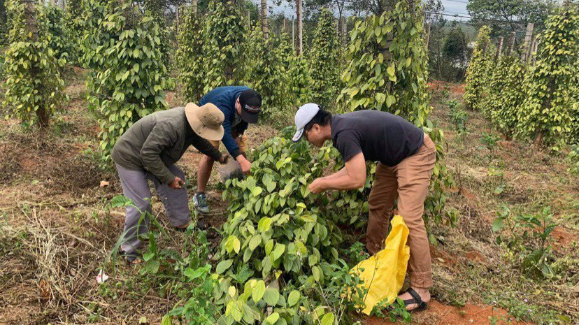 Nông dân Đắk Nông thu hoạch tiêu